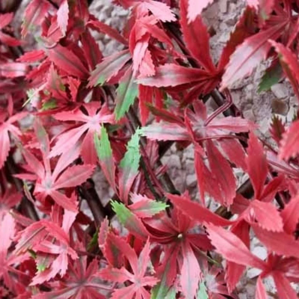 WonderWal Garden Trellis | Low Maintenance | Natural Looking - Image 3